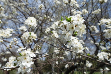 Close-up of branch of blossoming cherry tree