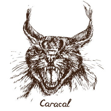 Caracal (red cat, rooikat, red or Persian lynx) growling portrait, has opened an embittered mouth, canines, hand drawn doodle, sketch in pop art style, vector illustration