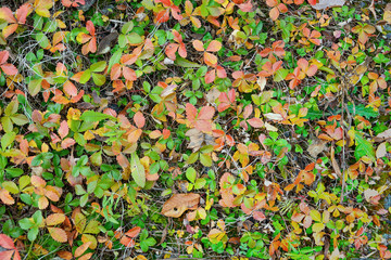 Autumn leaves strawberry background
