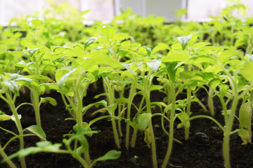 Seedling tomato in tray