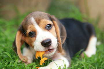 purebred beagle puppy is enjoy eating fruit, 2 months strong male beagle puppy 