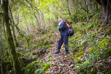 Obraz premium Gray-haired backpacker walking through the wild forest