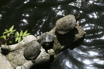 turtle