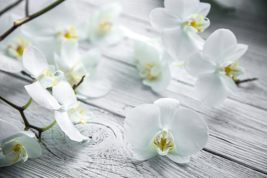 White Orchid on wooden background