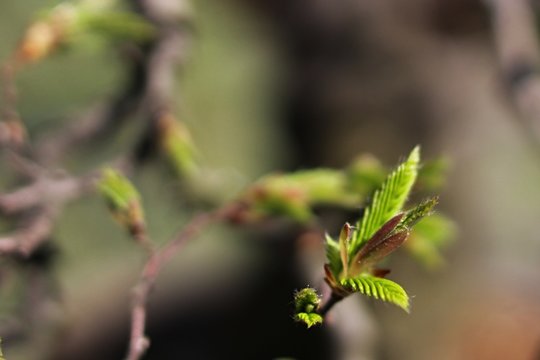 Growing fresh young leaves on hornbeam bonsai Carpinus Betulus