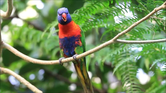 bird Rainbow Lorikeet, colorful bird,  Trichoglossus moluccanus
