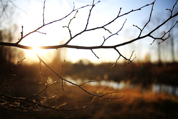 cute autumn background blur dry grass and twigs sunlight