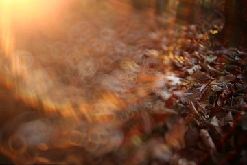 autumnal background with fallen yellow leaves