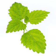 Fresh mint leaves isolated on white background. © gitusik