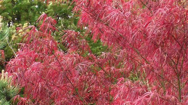 Roter japanischer F&auml;cherahorn bewegt sich im Wind