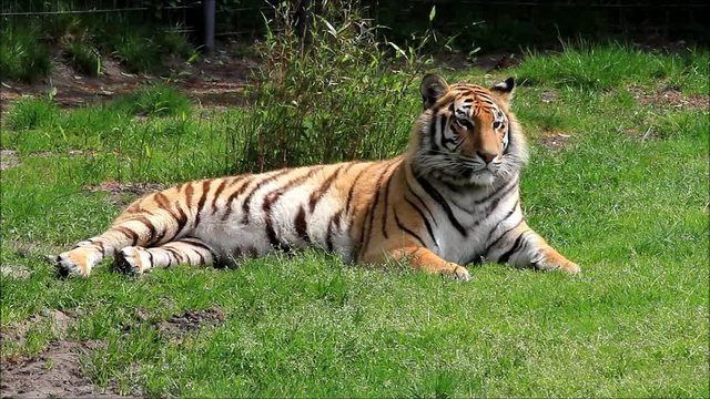 bengal tiger lying on meadow
