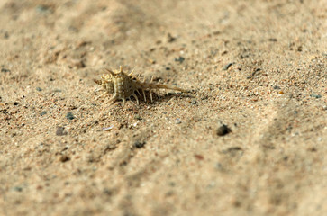 Beautiful marine shell on sand