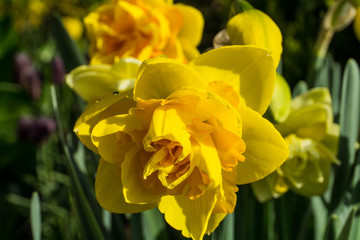Double daffodils with green leaves at sunshine