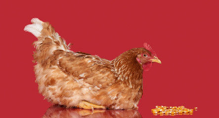 Chicken on red background side view, isolated object, one closeup animal