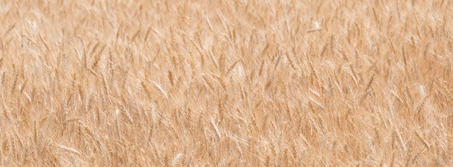 golden wheat mature before shavuot hollidays at Bitronot Ruhama Kurkar (Badlands Nature Reserve) in Israel - background