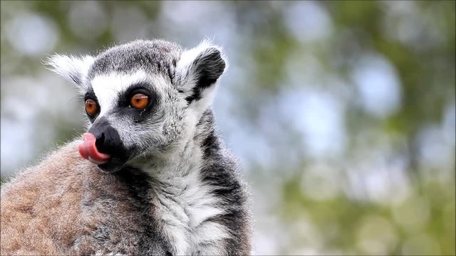 closeup lemur catta 
 
