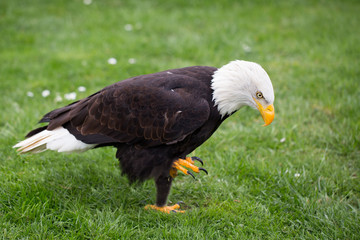Portrait of a bald eagle on grass.