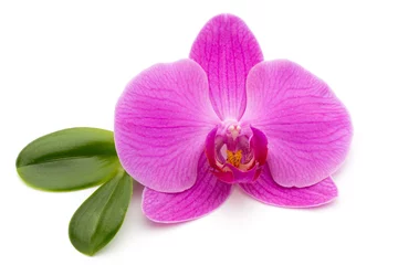 Afwasbaar Fotobehang Orchidee Pink orchid on the white background.
