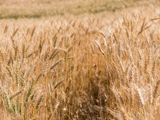 golden wheat mature before shavuot hollidays at Bitronot Ruhama Kurkar (Badlands Nature Reserve) in Israel - zoom