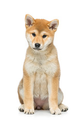 Beautiful shiba inu puppy isolated on white
