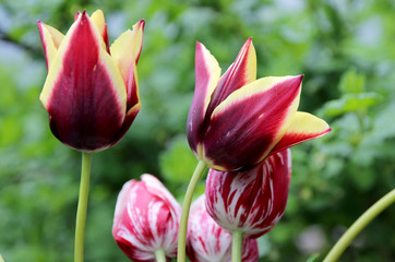 Blossoming varietal tulips in a spring garden. summer garden