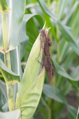 Corn on the stalk in the field