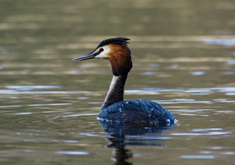 Haubentaucher im Naturschutzgebiet Karower Teiche in Berlin 