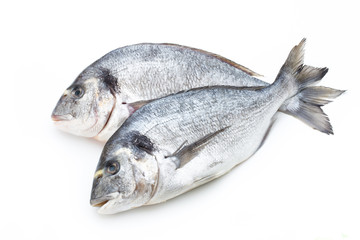Fresh bream sea isolated on white background.