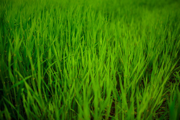 Close up of fresh thick grass with water drops in the early morning
