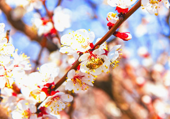 Bees pollinate young tree flowers in the garden, bee collects po