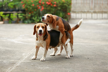 purebred beagle dog are now receptive in mating,
friendship between two beagle dogs, dog breeding