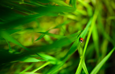 Ladybug sitting on a green leaf, background,conceptually