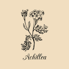 Vector yarrow illustration. Hand drawn Achillea branch sketch. Milfoil plant background. Officinalis,cosmetic herb logo. © vladayoung