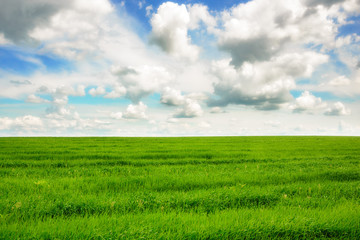 Green grass field and bright blue sky background