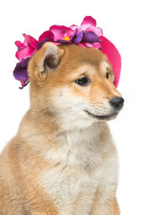 Beautiful shiba inu puppy in pink hat