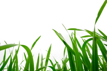 Background of freshly grown grass, shallow depht of field