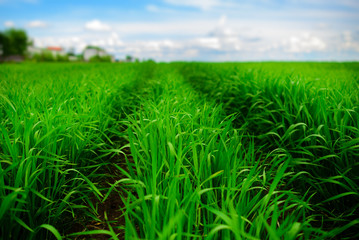 Fototapeta premium Close up of fresh thick grass with water drops in the early morning
