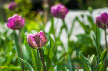 purple tulips  with selective focus