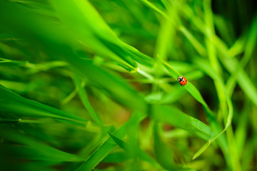 Ladybug sitting on a green leaf, background,conceptually
