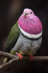 Pink-headed fruit dove (Ptilinopus porphyreus)