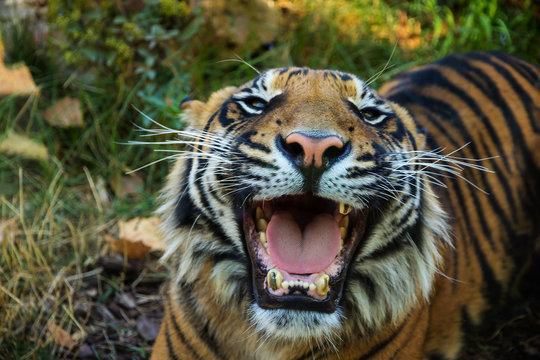 Nahaufnahme eines Tigers mit aufgerissenem Maul.

Closeup of a tiger with torn open mouth.