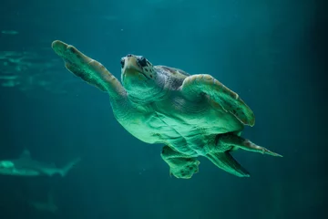 Foto auf Acrylglas Schildkröte Unechte Karettschildkröte (Caretta Caretta).