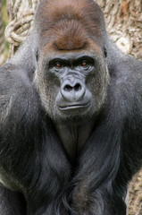Western lowland gorilla at London Zoo.