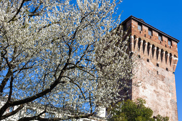 blossoming cherry tree and Torre di Porta Castello