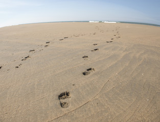 Footprints on the beach