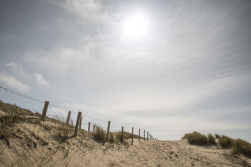 Fototapeta na wymiar Dunes in the Netherlands