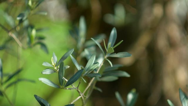 Olive branch with leaves close-up. Olive groves and gardens in Montenegro.