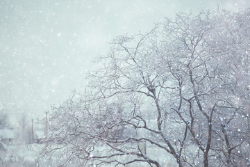 Fototapeta na wymiar frosty landscape with trees