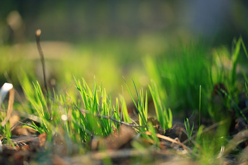 green shoots of young grass spring background