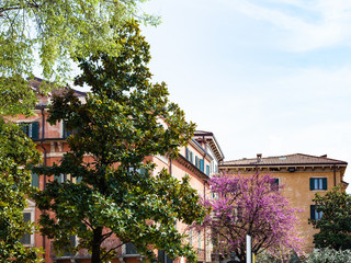 Fototapeta na wymiar urban trees in Verona city in spring